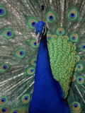 Peacock Showing Off