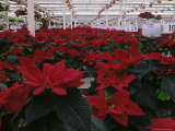 Poinsettias in Greenhouse