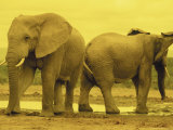 Elephants at Waterhole  Addo Elephant National Park  South Africa