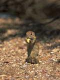 Ground Squirrel  Phoenix Zoo  AZ