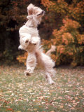 Dog Jumping in Air