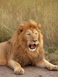 Lion  Masai Mara Game Resv  Kenya  Africa