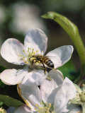 Bee on Apple Blossoms
