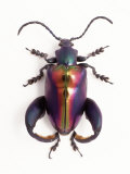 Close-up of Plastic Bug