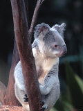 Koala  Australia