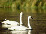 Two Trumpeter Swans  Yellowstone National Park  WY