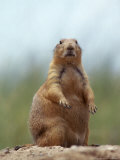 Prairie Dog