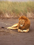 Lion  Masai Mara Game Resv  Kenya  Africa