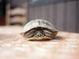 Box Turtle Hiding in Shell  KY