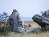 Lioness  Serengeti  East Africa