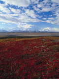Bear Berries  Mt Mckinley  AK