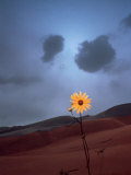 Yellow Flower  Great Sand Dunes National Park  CO