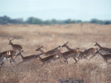 Impala  Serengeti  Tanzania  East Africa