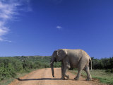 Elephant on Dirt Road  Addo Elephant National Park  South Africa