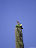 Pine Grosbeak on Saquaro Cactus  Southern  AZ