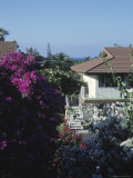 Bougainvillea Shrub and Home