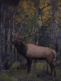 Bull Elk in Aspens