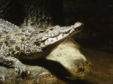 Cuban Crocodile  Bronx Zoo  NY
