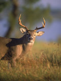White-Tailed Deer  Choke Canyon SP  TX