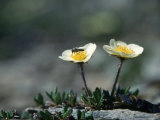 Mountain Avens  AK