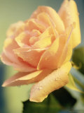 Yellow Rose