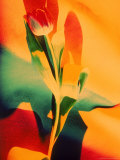 Single Tulip