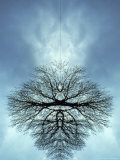 Tree Reflected in Water and Surrounded by Clouds