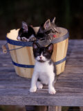 Kittens in Basket Outdoors