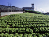 Lettuce Plantation  Teresopolis  Brazil