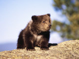 Brown Bear Cub Sitting on Rock