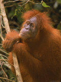 Sumatran Orangutan  Pongo Pygmaeus