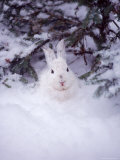 Snowshoe Hare  MT
