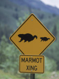Marmot Crossing Sign  Aspen  CO