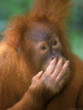 Adolescent Sumatran Orangutan  Indonesia
