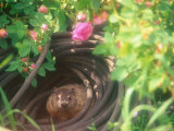 Groundhog  Mike Lowe's Garden  Nashua  NH