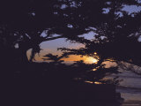 Sunset Through Tree  CA