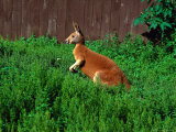 Side Angle of Kangaroo at Southwick Animal Farm