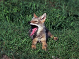 Coyote Pup Yawning  Canis Latrans  MN