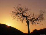 Cottonwood Tree Silhouetted with Sunrise
