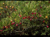 Plum Tree  Wellfleet Audubon Wildlife Sanctuary