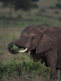 African Elephant  Luxodonta Africana  Tanzania