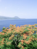 Flowers and Bay  Cabrits National Park  Dominica