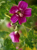 Northern Island Tree Mallow in Bloom  CA