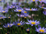 Purple Flowers