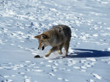 Coyote  Canis Latrans  Playing with Vole  MT