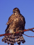 Goshawk on Tree Limb