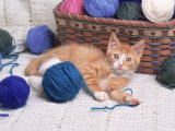 Kitten Playing with Balls of Yarn