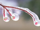 Ice Covered Leaves