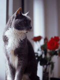 Cat Near Window with Roses in Background