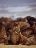 Cape Fur Seals  Arctocephalus Pusillus